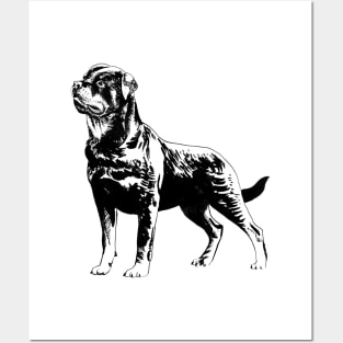 rottweiler portrait Posters and Art